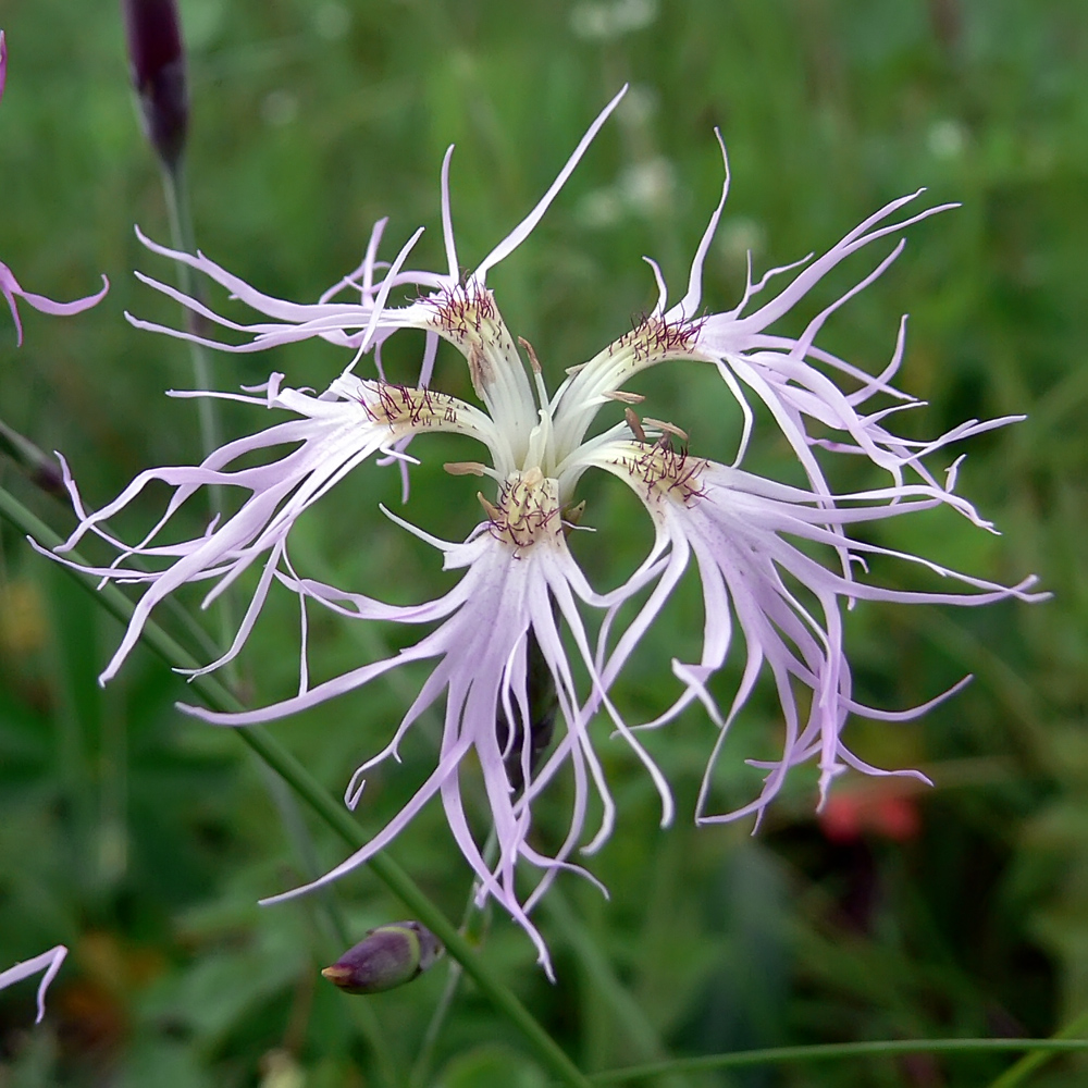 Image of Dianthus superbus specimen.