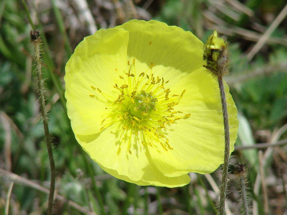 Изображение особи Papaver nudicaule.