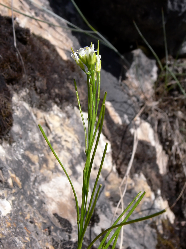 Изображение особи Arabis borealis.