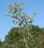 Echinops sphaerocephalus. Верхняя часть расцветающего растения. Восточный Казахстан, Уланский р-н, окр. с. Украинка. 05.07.2005.