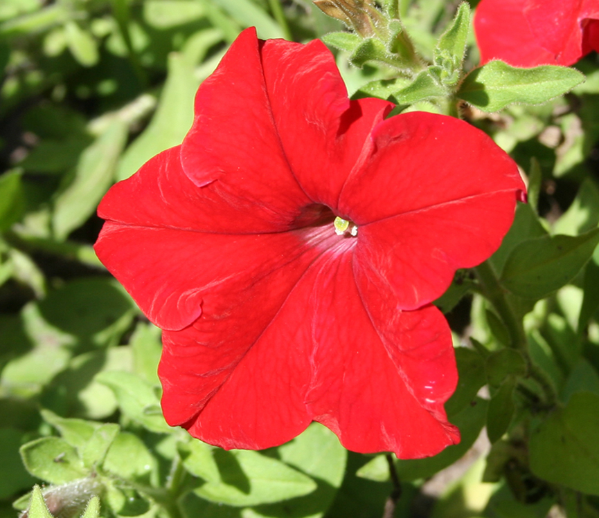 Image of Petunia &times; hybrida specimen.