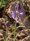 Polygala hybrida. Верхушки цветущих растений. Якутия (Саха), Алданский р-н, южнее пос. Верхняя Амга, вдоль дороги. 10.06.2012.