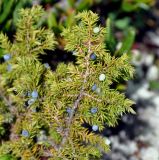 Juniperus sibirica. Верхушка ветви с шишкоягодами. Бурятия, Окинский р-н, падь Хи-Гол, ≈ 2000 м н.у.м., окраина лавового поля. 11.07.2015.