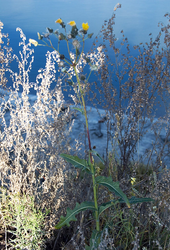 Image of Sonchus arvensis ssp. uliginosus specimen.