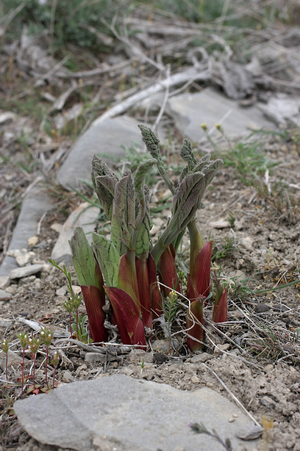 Image of Ferula tenuisecta specimen.