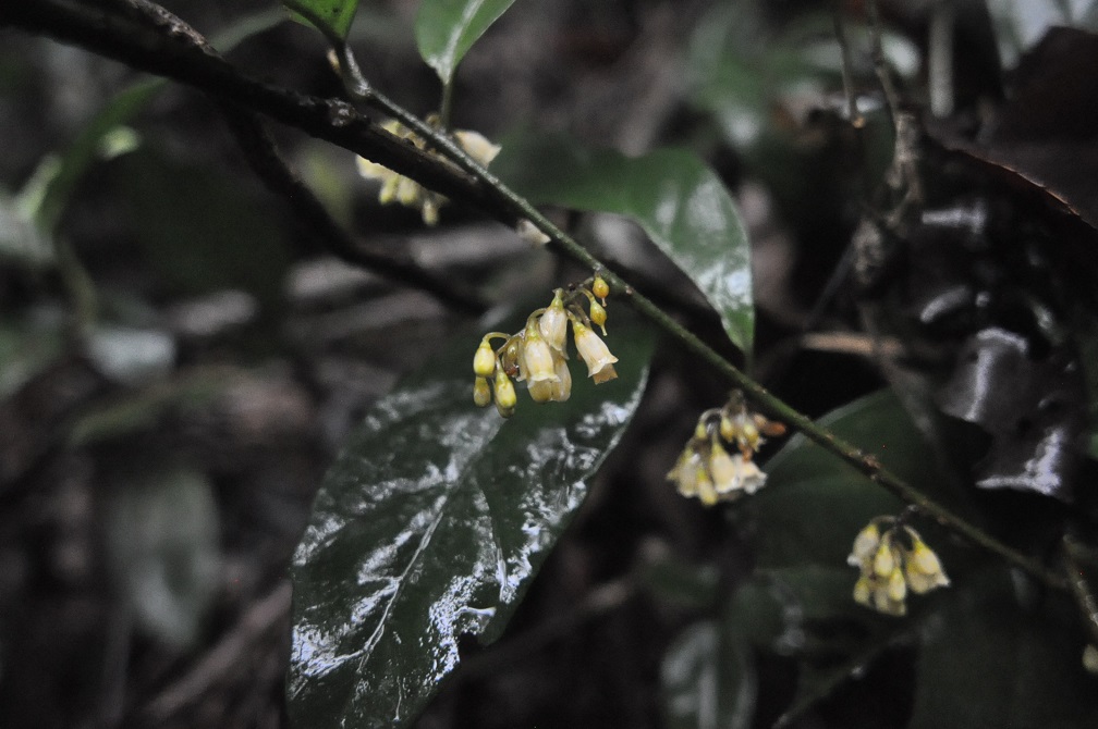 Изображение особи Maesa japonica.