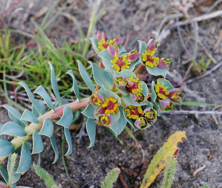 Image of Euphorbia marschalliana specimen.