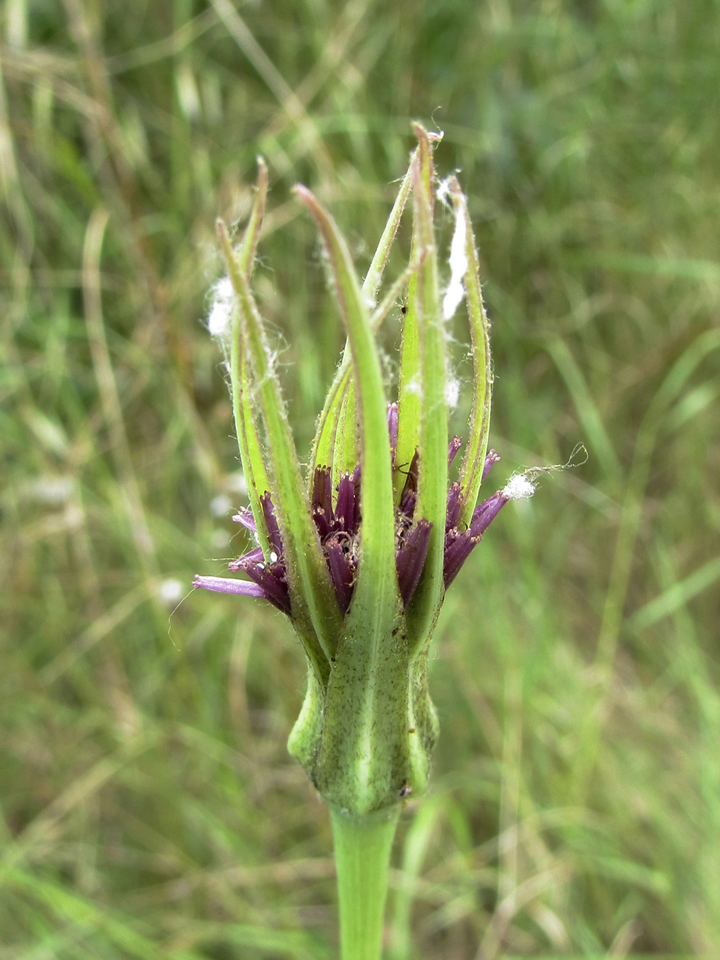 Image of Tragopogon porrifolius specimen.