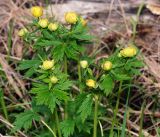 Trollius europaeus. Цветущее растение. Московская обл., Раменский р-н, окр. ж.-д. платформы Хрипань, просека под ЛЭП. 23.05.2016.