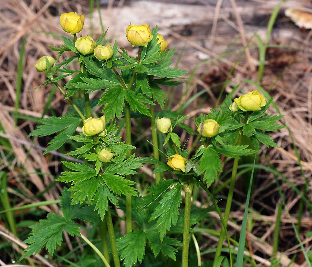 Image of Trollius europaeus specimen.