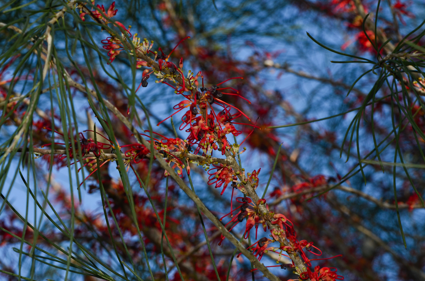 Изображение особи Hakea orthorrhyncha.