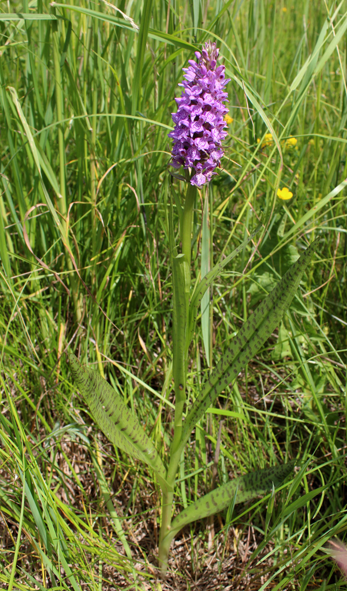 Изображение особи Dactylorhiza baltica.