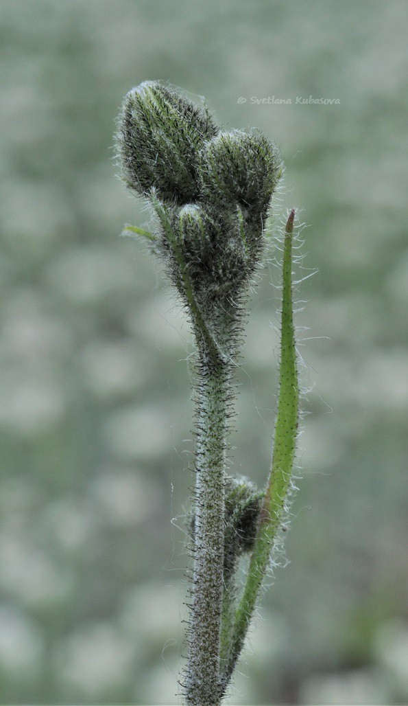 Изображение особи Hieracium maculatum.