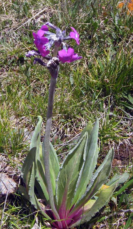 Image of Primula turkestanica specimen.