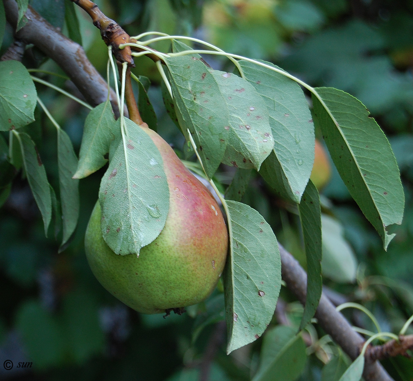 Изображение особи Pyrus communis.