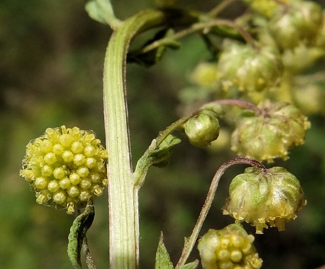 Изображение особи Artemisia maximovicziana.