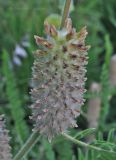 Astragalus alopecurus