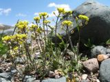 Draba nemorosa. Цветущие растения. Кыргызстан, Чуйская обл., Панфиловский р-н, вост. часть Таласского Алатау, истоки р. Суусамыр под пер. Алабель, 2800 м н.у м. 2 июня 2016 г.