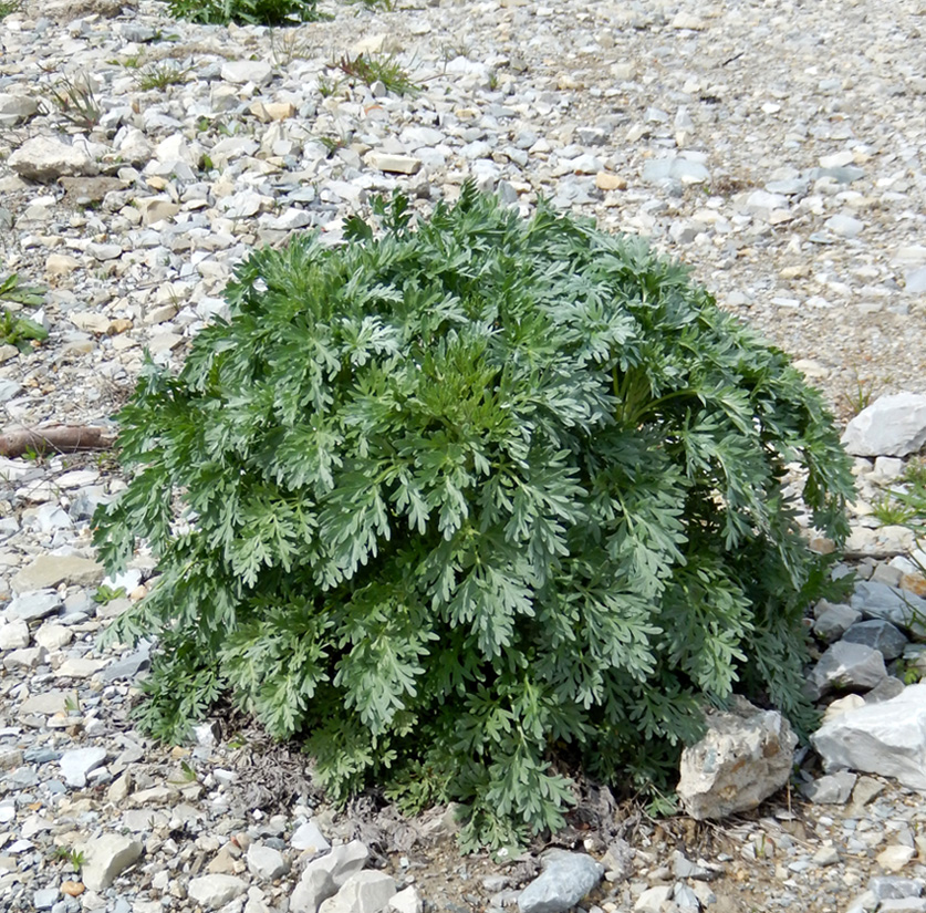 Image of Artemisia absinthium specimen.