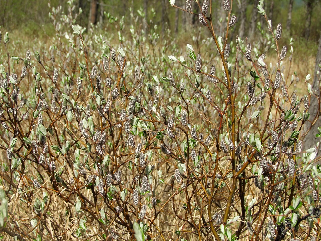 Изображение особи Salix krylovii.