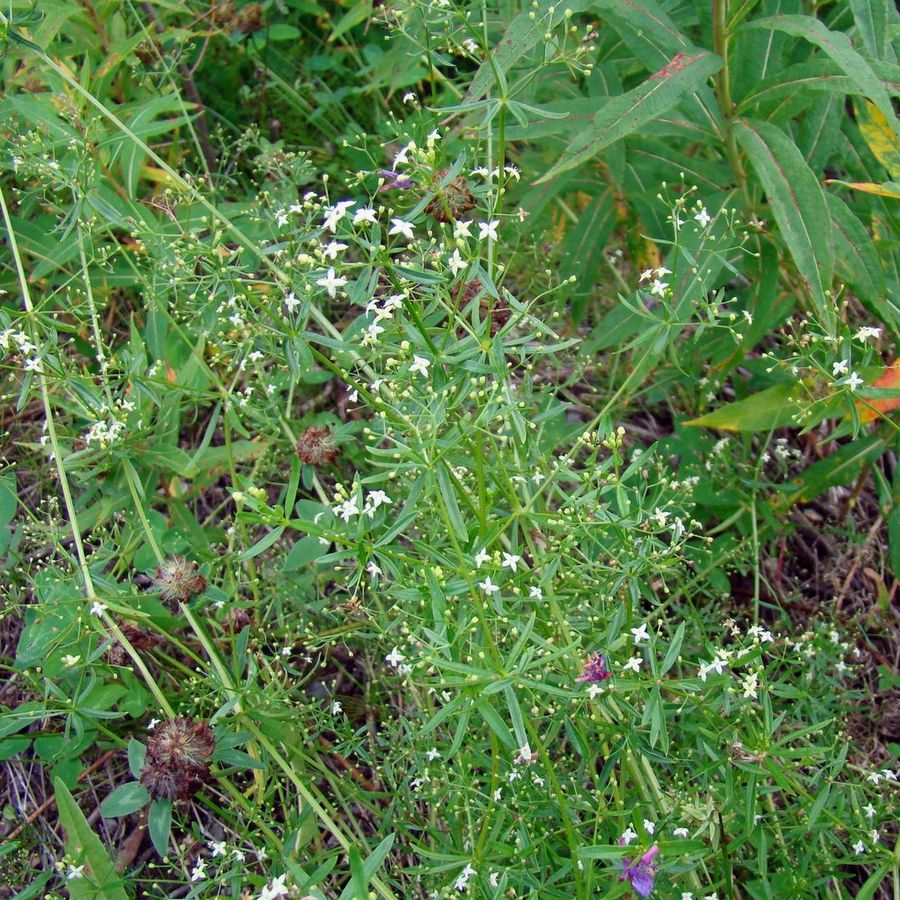 Изображение особи Galium uliginosum.