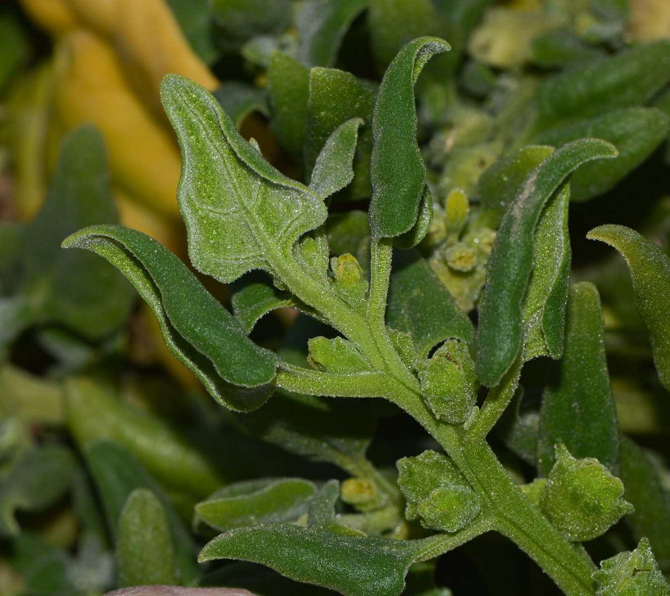 Image of Tetragonia tetragonoides specimen.