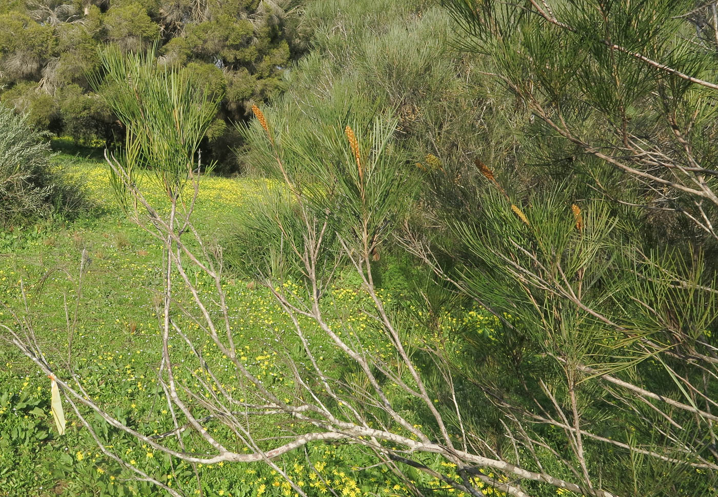 Image of Grevillea hodgei specimen.