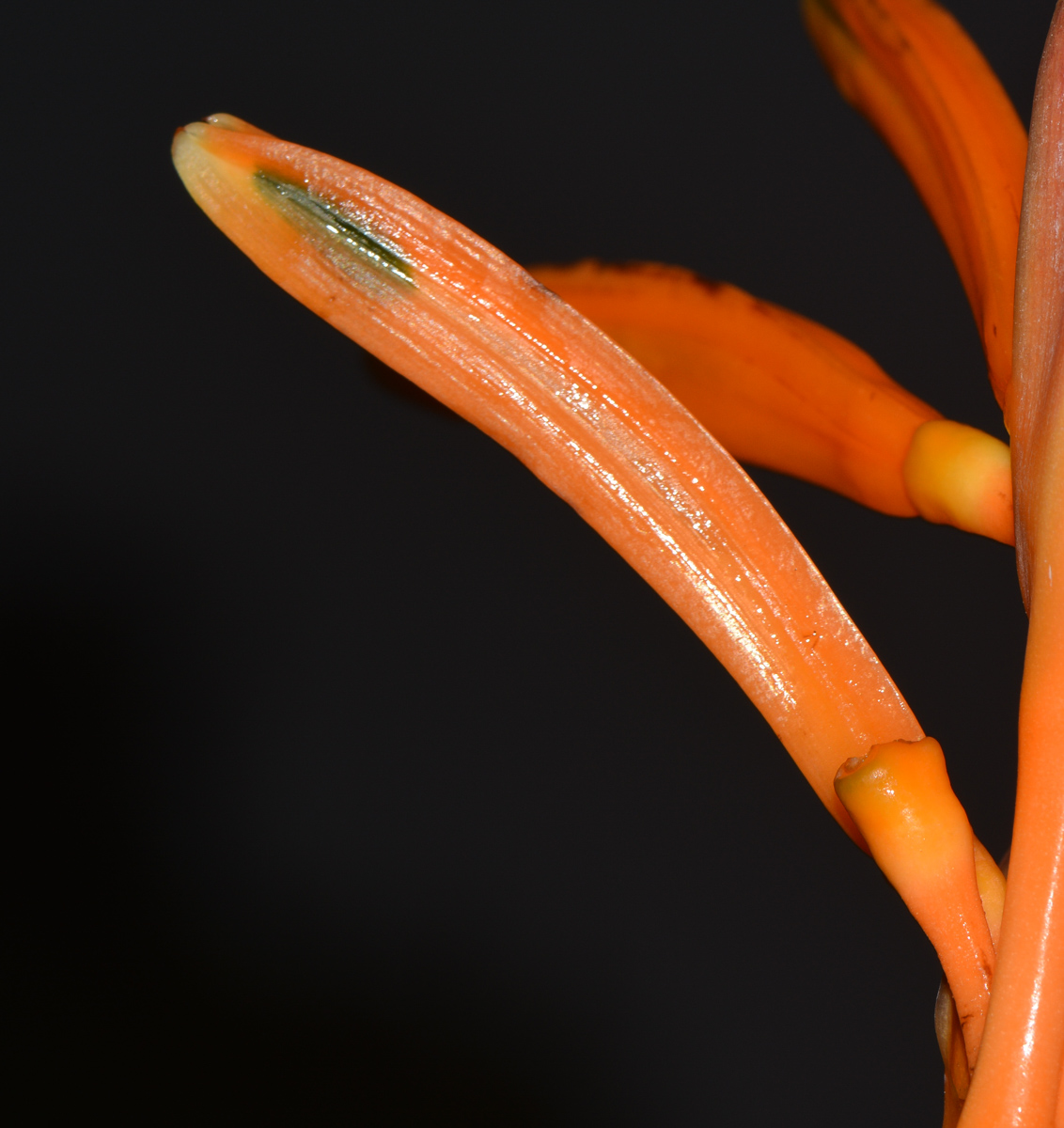 Image of Heliconia psittacorum specimen.