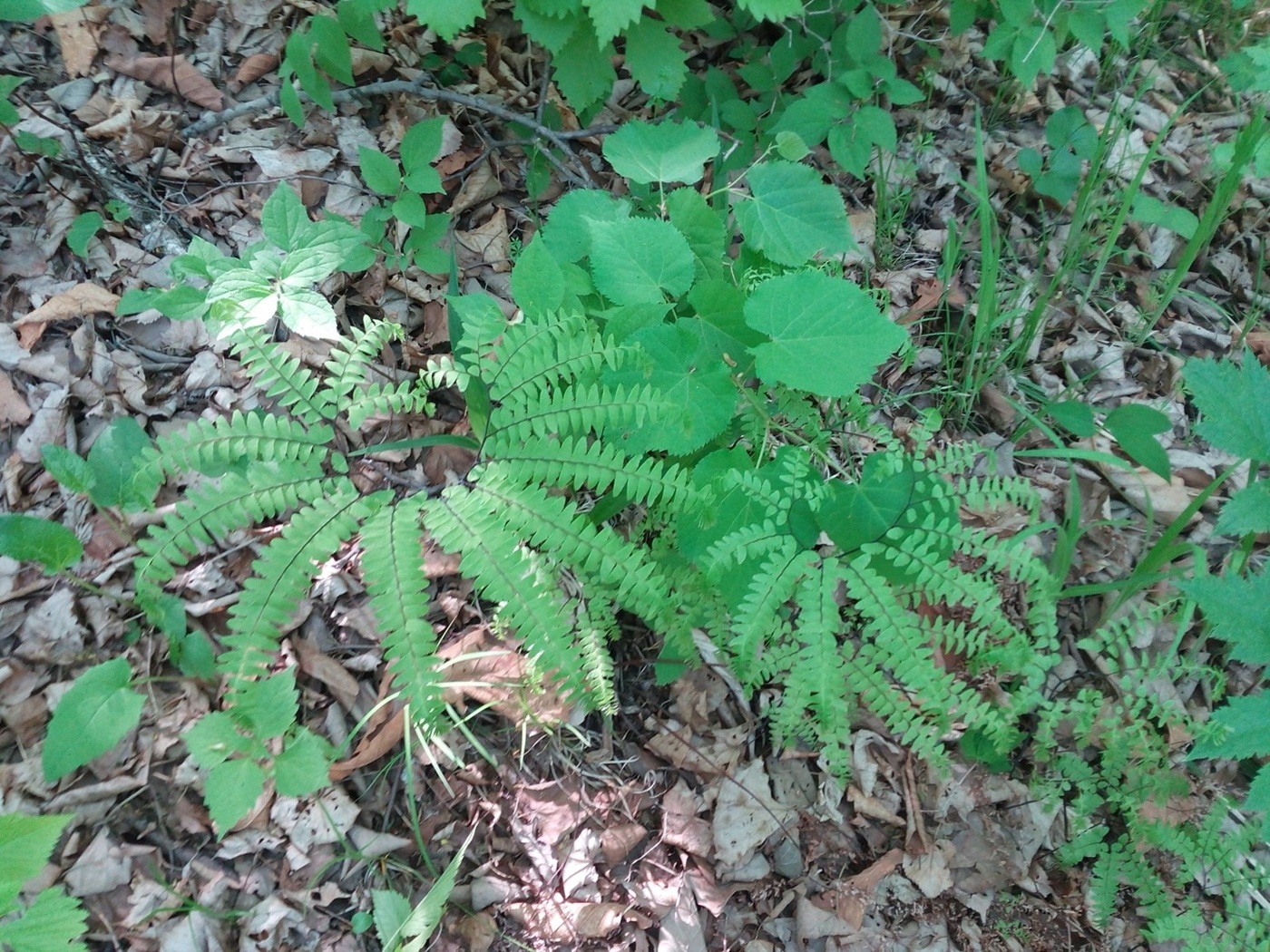 Изображение особи Adiantum pedatum.