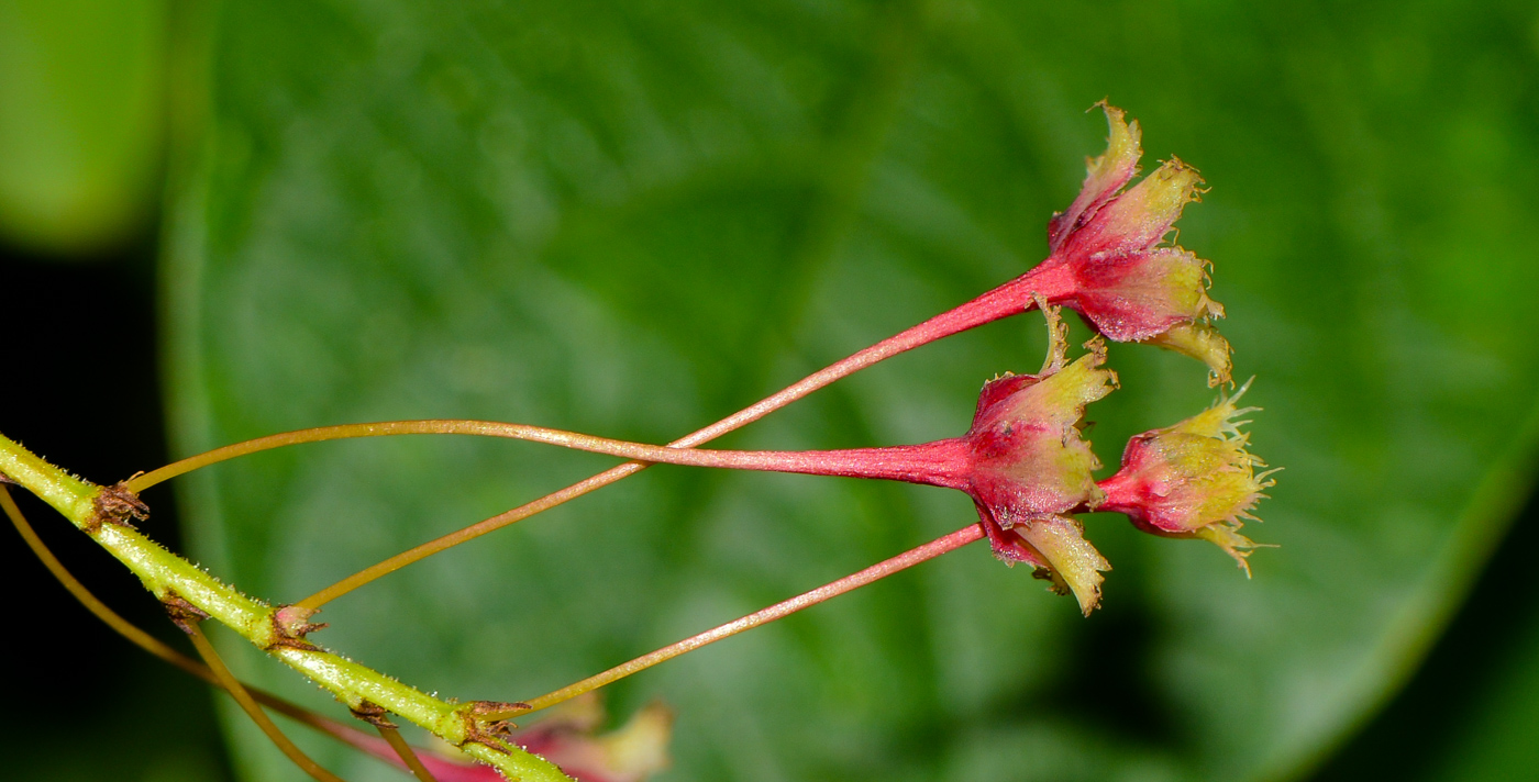 Image of Phyllanthus pulcher specimen.