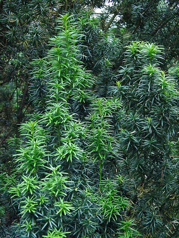 Image of familia Taxaceae specimen.