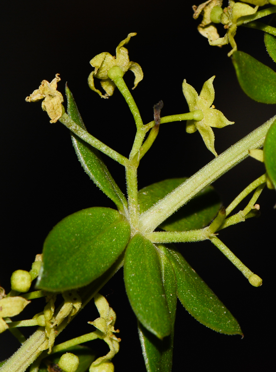 Изображение особи Rubia tenuifolia.