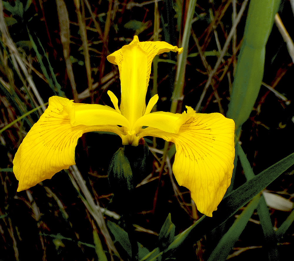 Изображение особи Iris pseudacorus.