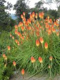 Kniphofia × praecox