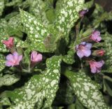 Pulmonaria saccharata