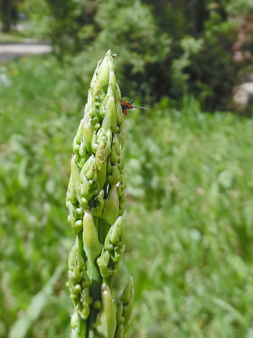 Image of Asparagus officinalis specimen.