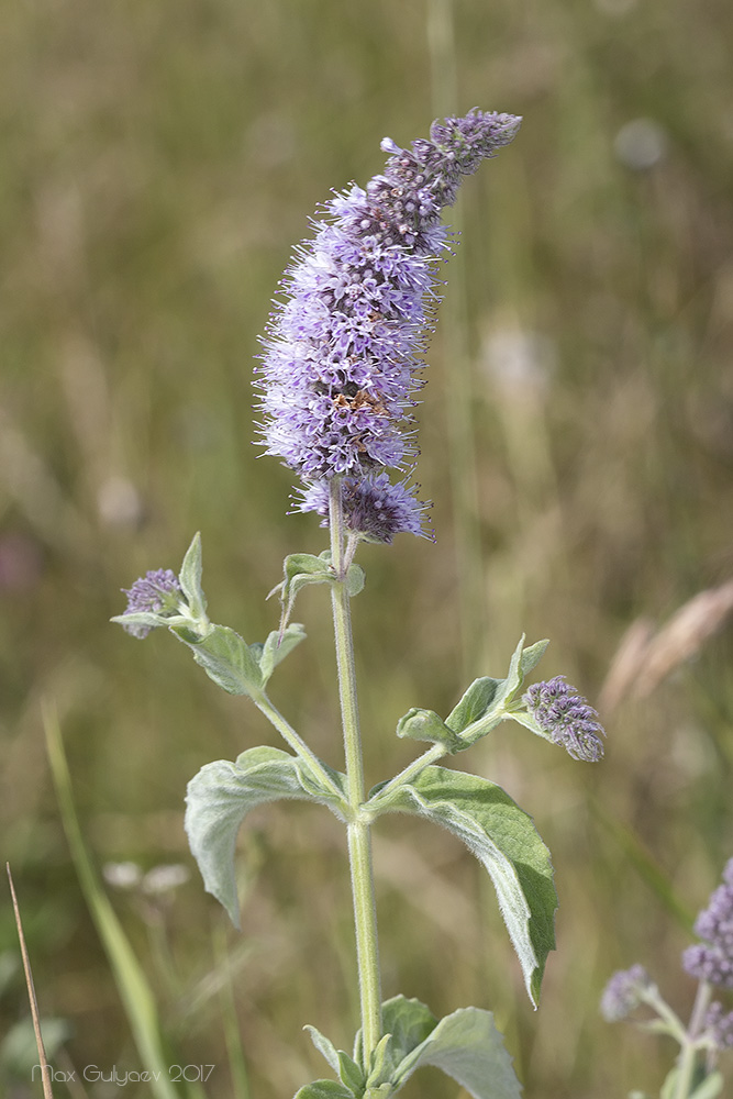 Изображение особи Mentha longifolia.