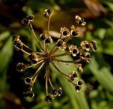 Allium microdictyon. Созревшее соплодие с вскрывшимися плодами, вид сверху. Пермский край, г. Пермь, Кировский р-н, садовый участок, в культуре (привезено в 2016 г. из Нязепетровского р-на Челябинской области). 30 июля 2017 г.