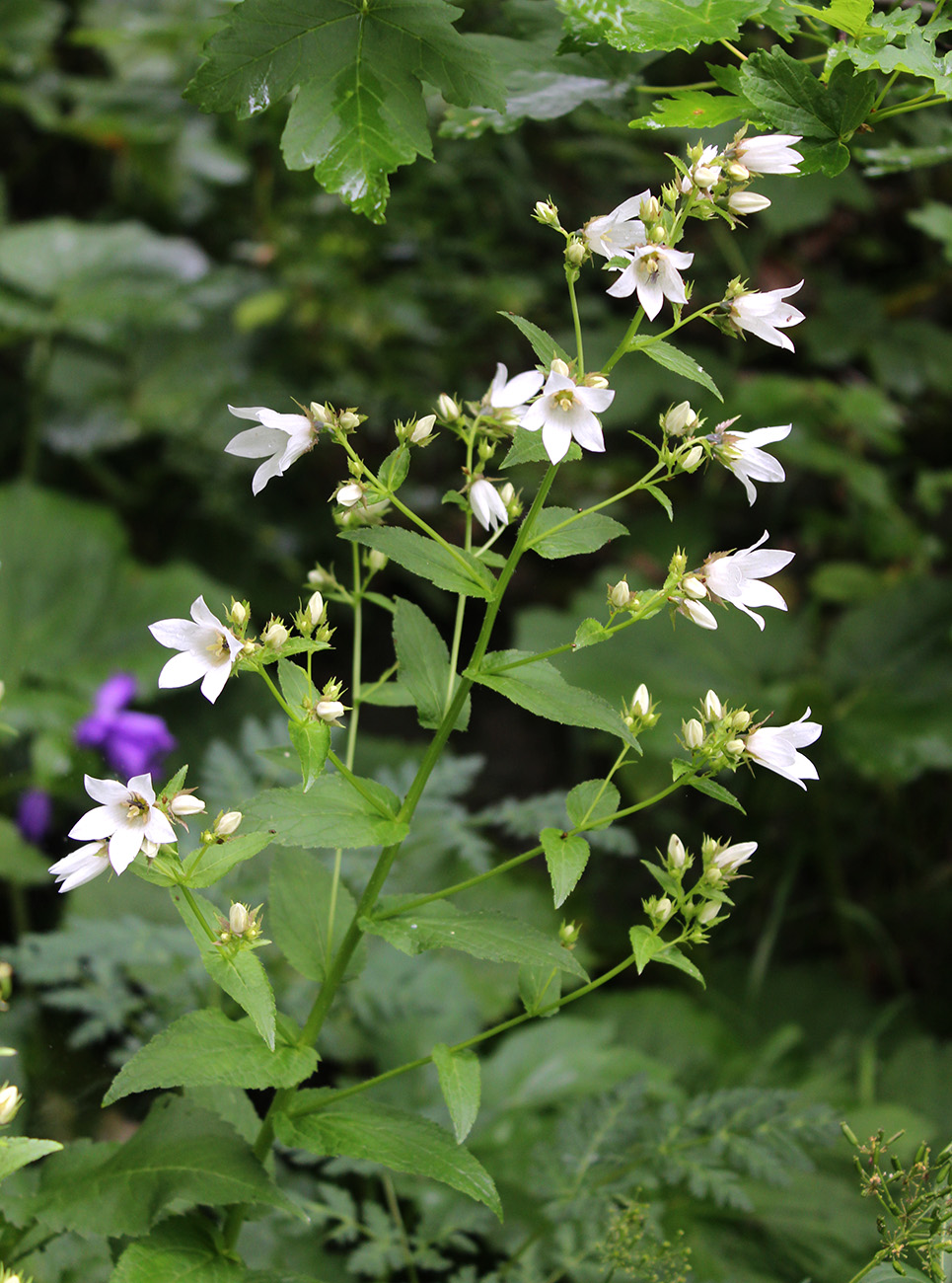 Image of Gadellia lactiflora specimen.