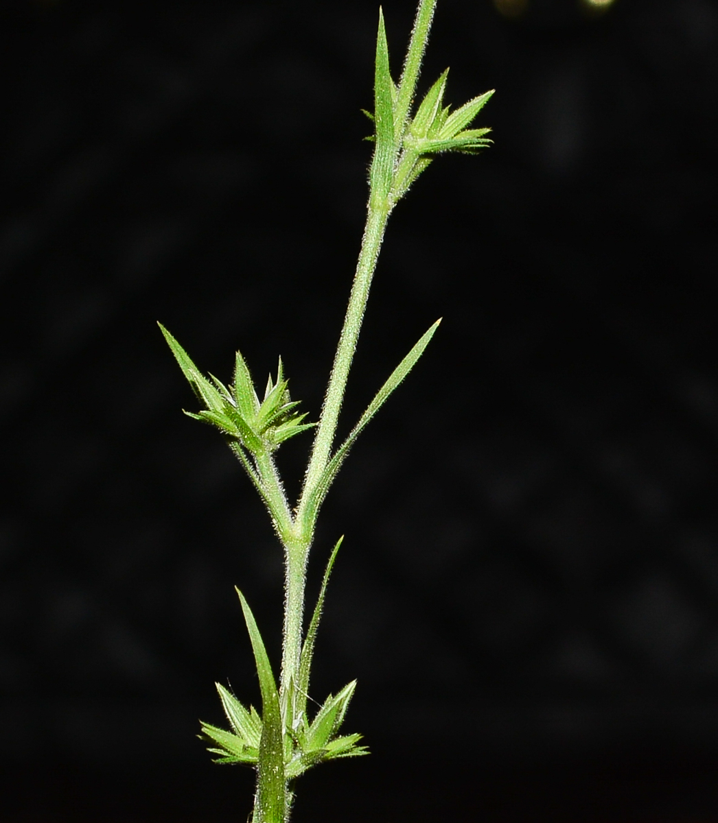 Image of Minuartia decipiens specimen.