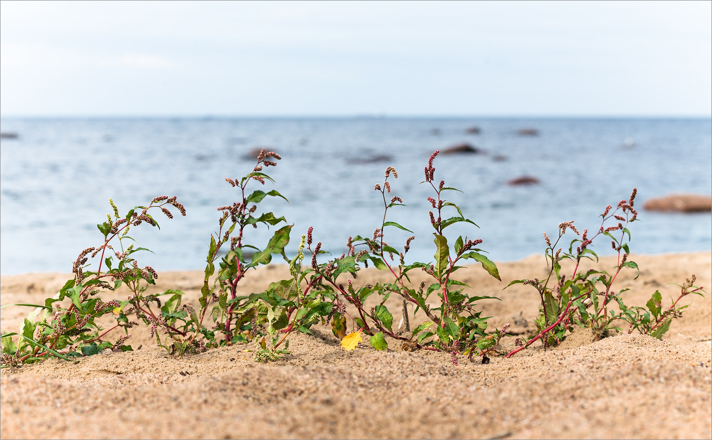 Растения побережья финского залива