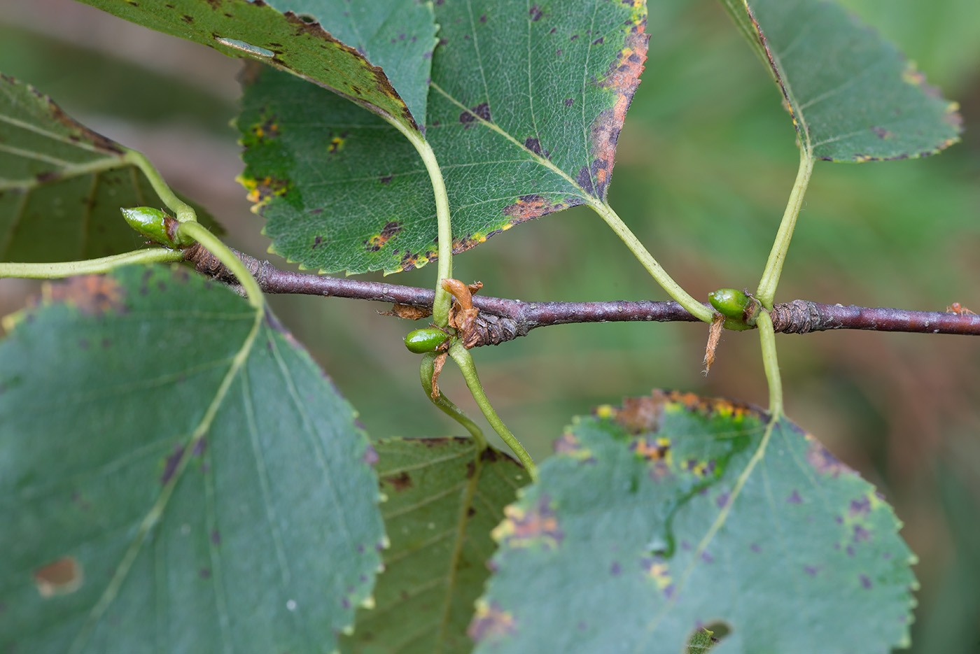 Изображение особи Betula &times; aurata.