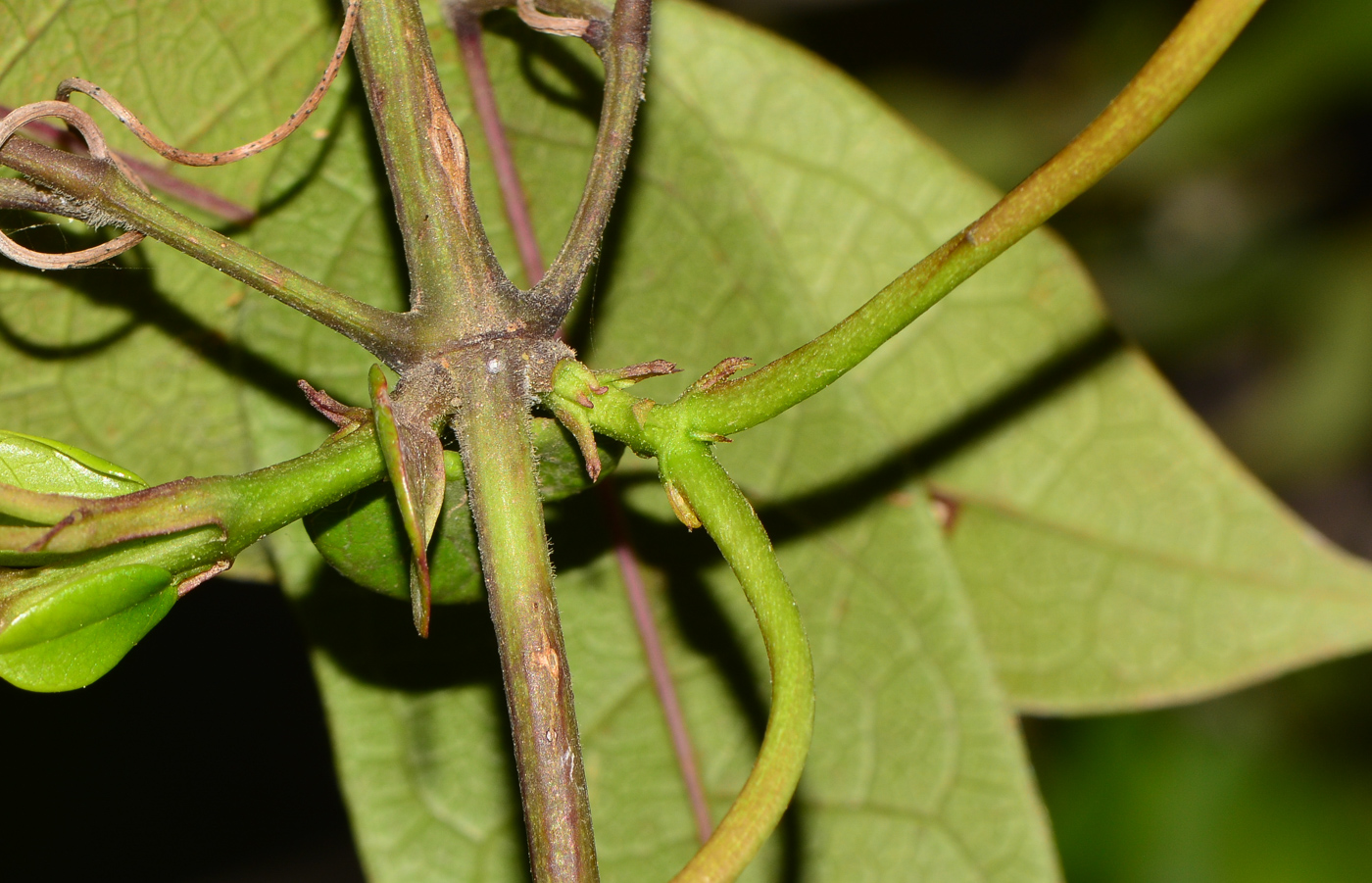 Image of Bignonia capreolata specimen.