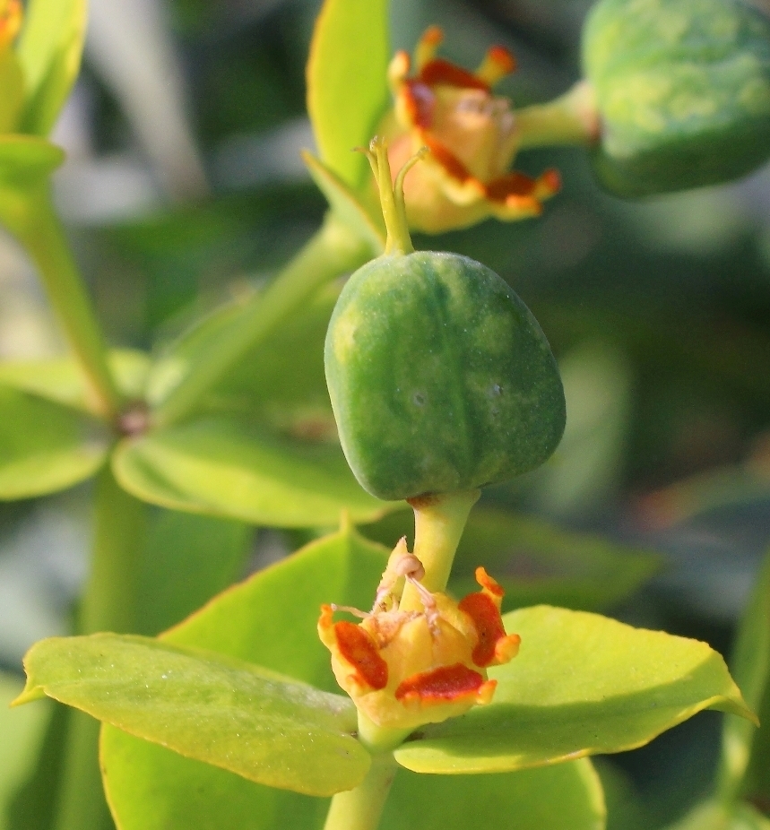 Изображение особи Euphorbia rigida.