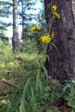 Hieracium umbellatum. Верхушка растения с бутонами, соцветиями и соплодиями. Свердловская обл., окр. г. Североуральск, сосняк на известняках. 16.08.2007.