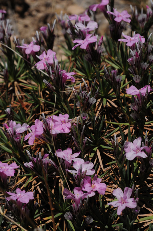 Image of Acantholimon alatavicum specimen.