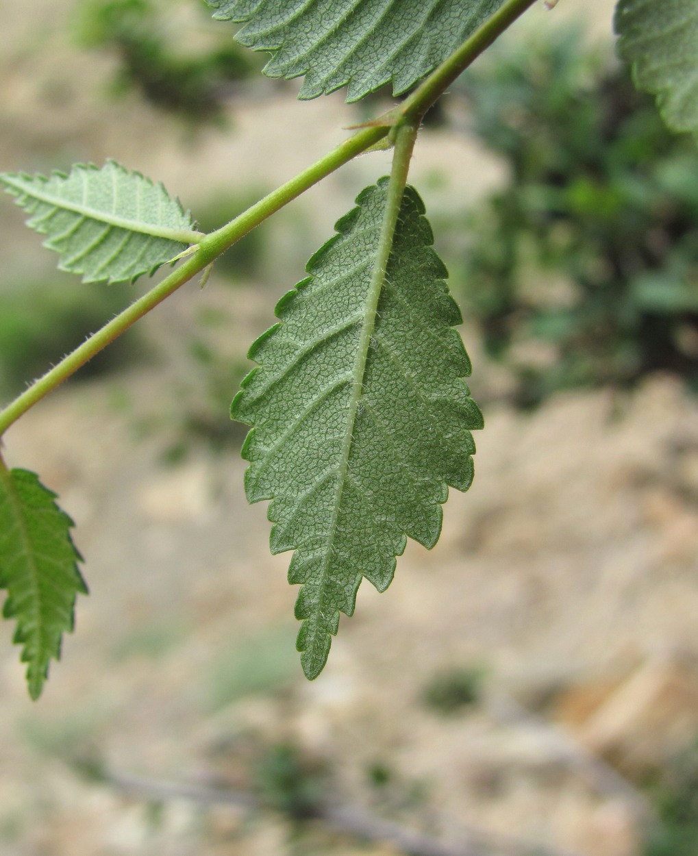 Изображение особи Ulmus pumila.