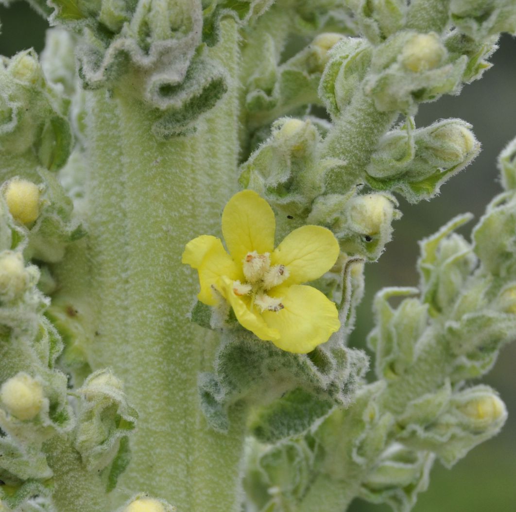 Image of Verbascum speciosum specimen.