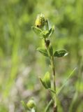 Trifolium spadiceum