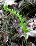 Polypodium vulgare. Разворачивающаяся вайя. Украина, Киевская обл., Вышгородский р-н, севернее с. Лебедевка, отвал на левом берегу дренажного канала. 23 мая 2010 г.